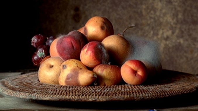 ไม่ให้ Google Index ใน Achive WordPress