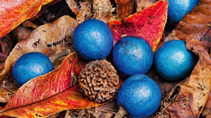 อับดับ google ตก impression ลดลง ใน wmt