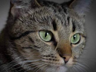 optimization cpc solutions