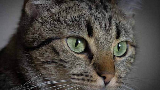 optimization cpc solutions