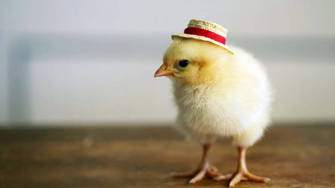 โครงการ นักเขียน SEO ลูกเจี๊ยบ อยากเป็นนักเขียน หัดเขียน